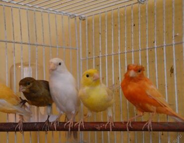 канарейка птица: Канарейки молодые разных цветов