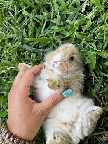 ereb dovşanı: 1 aylıq balaca🐰 Hazırda məndə bu çox şirin dovşanım var 🥹🤍 Çox şirin — 5