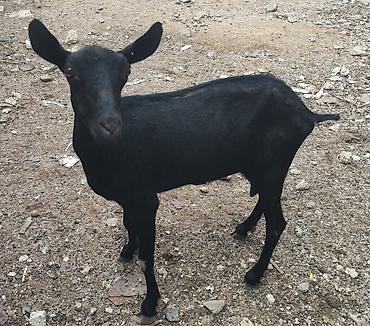 Mal-qara: Təcili satılır! Cinsi: Mursiya (Murciano-Granadina) Yaşı: Yaş yarım — 1