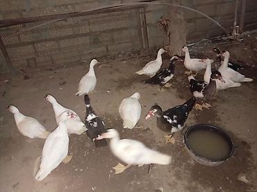 ev heyvanı satışı: Bala lal ördəklər satılır 4ayları tamam olub təcili satılır real — 4
