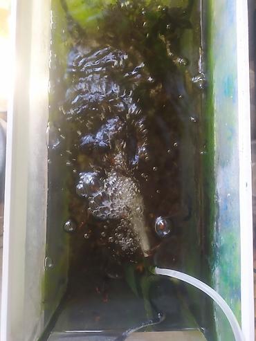 balığ: Dördbucaq akvarium, Balıqlarla birlikdə, 20 l, Ünvandan götürmə — 2