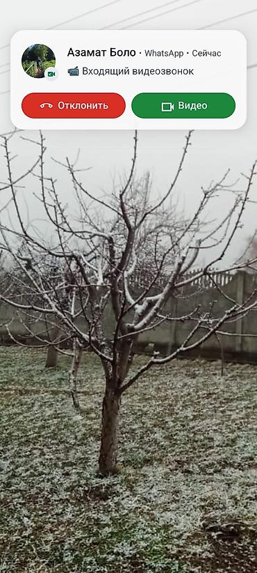 Спил деревьев, заготовка дров: Профессиональная обрезка плодовых деревьев Алма өрүк 🍒 черешня алмурут — 4