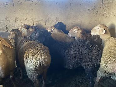 Баран, овца: Продаю | Баран (самец) | Гиссарская, Арашан | Для разведения, На забой | Осеменитель — 3