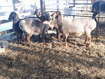 Бараны, овцы: Продаю | Овца (самка) — 8