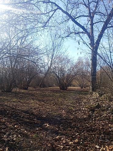 Torpaq sahələrinin satışı: Kənd təsərrüfatı — 7