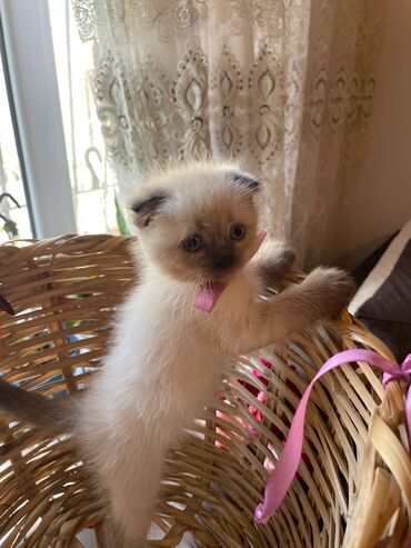 Pişiklər: Şotland yastı qulaq, Erkək, Dişi, Yaxşı əllərə, Ünvandan götürmə, Pulsuz çatdırılma, Ödənişli çatdırılma — 169