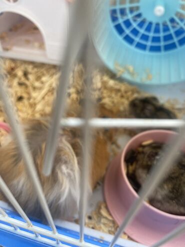 Gəmiricilər: Xamyak hemster 3 eded her biseyile birlikde — 6