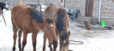 Лошади, кони: Продаю | Жеребенок | Рабочий — 2