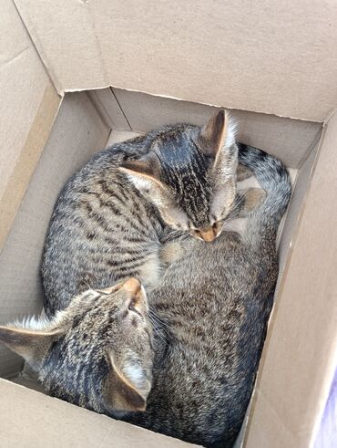 бенгальский кот купить: Коты