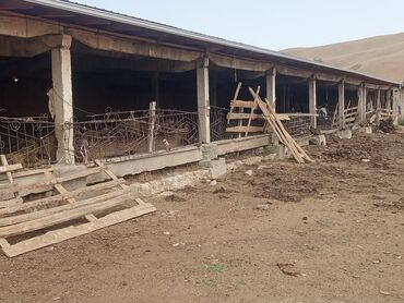 Сельхоз предприятия: Крупный сельскохозяйственный объект для содержания скота Описание: - — 4