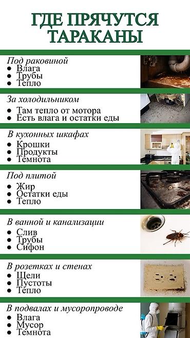 мраморные тараканы: DEZEXPERT — профессиональная дезинсекция от тараканов Что входит: - — 5