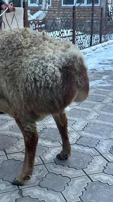 Баран, овца: Продаю | Баран (самец) | Арашан | Для разведения | Племенные — 5