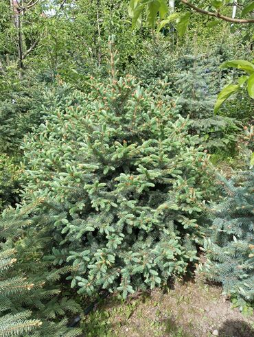 Digər bitkilər: Hərkəsə salam😀 Quba ərazisində krimlovski şam ağaclarının topdan və — 3