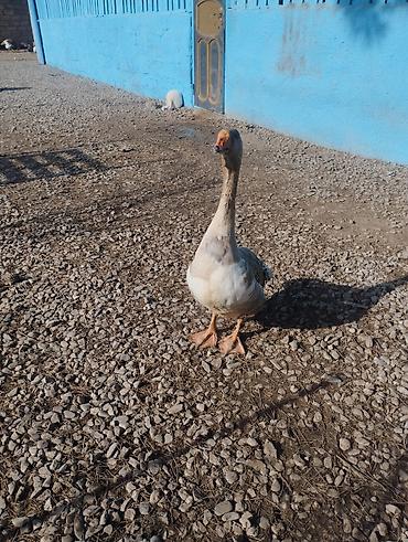 Qazlar: Məhsul: Ev quşları – qaz və hind toyuğu Təsvir:Hinduşka diri çəkisi — 12