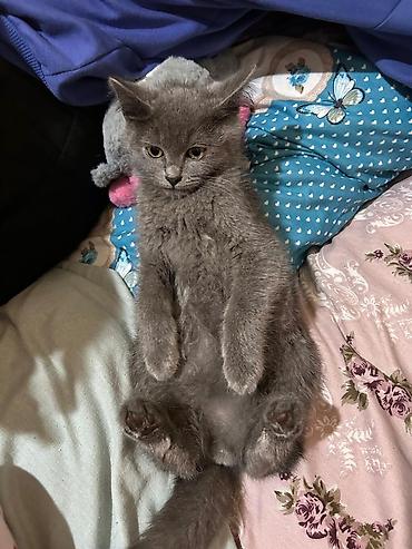 Кошки: Шотландская вислоухая — 10