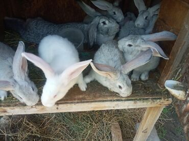 кролик декоративные: Крольчата от 1 месяца до 2 месяцев. Миксы. Полувеликаны до 6-7кг