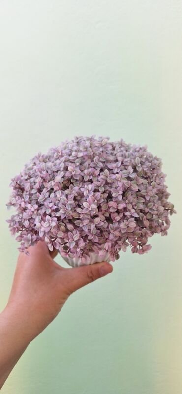 тинике ош цена: Каллизия розовая – компактное комнатное растение с мелкими листьями