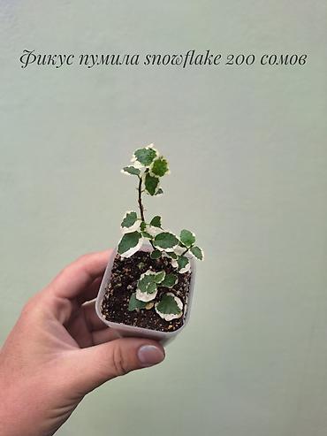 Бөлмө өсүмдүктөрү: 🌿 Фикусы разных сортов в продаже. Названия сортов и цены указаны на — 4