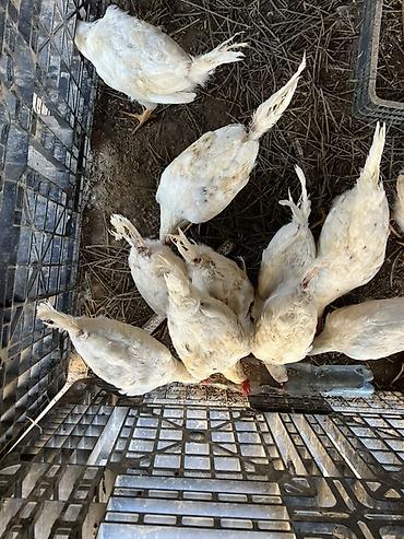 Продаю | Куры | На забой