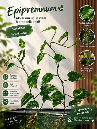 Akvarium aksesuar və ləvazimatları: 🌿 HİDROPONİK AKVARİUM BİTKİLƏRİ SATILIR — ÇOX MÜNASİB QİYMƏTƏ! 🌿 — 2