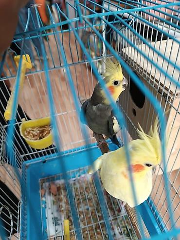 Попугаи: Karella Tutuquşu Hazır cütdü 5 gündü yumurtaya düşüb, Tək halda hərəsi — 2