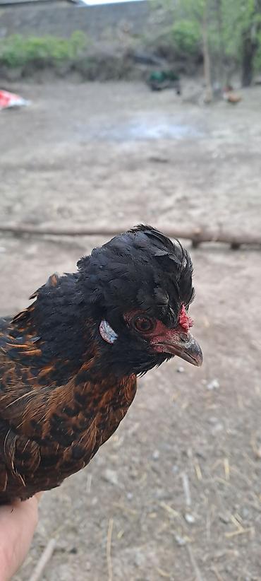 Toyuqlar: Toyuq, Damazlıq — 3