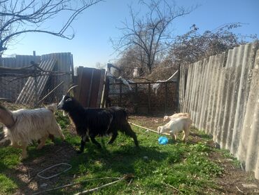 keciler: Dişi, il: 1, Damazlıq, Ödənişli çatdırılma