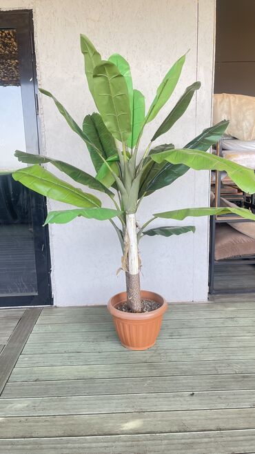 дом растение пальма: Пальмовое дерево : 6 шт 
Размер ( 1.80 см )