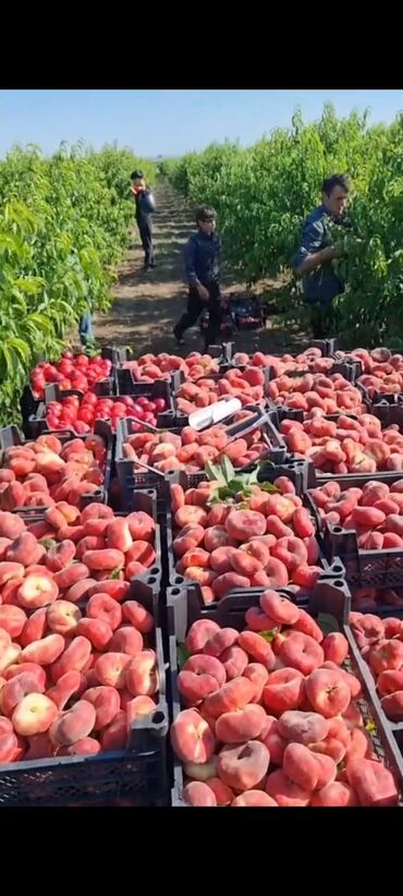 Digər ixtisaslar: Sahe iwleri bag iwleri var kiwi qadin ferqi yoxdu hami gelib iwleye