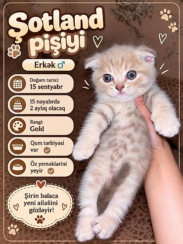 britain pişik satilir: Britan, Erkək — 5