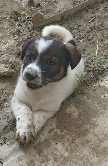 купить собаку в: 1 ay, Erkek, Pulsuz çatdırılma lalafo.az -da купить собаку в: 1 ay, Erkek, Pulsuz çatdırılma