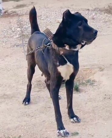 кошка в добрые руки: Iran sarabi. kurseye az qalib birdefe bala verib. unvan balaxani