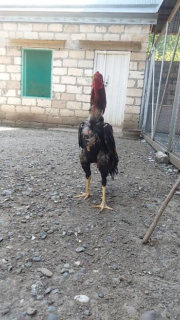 it bazari 2020: Toyuq, Damazlıq, Ödənişli çatdırılma — 4