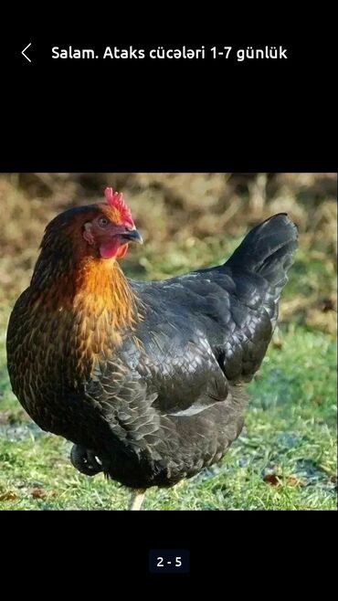 Xoruzlar: Xoruz, il: <1, Ödənişli çatdırılma — 4