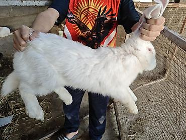 вислоухий баран кролик купить: Продаю | Крольчата | Для разведения — 3