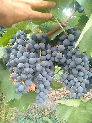bitki dərmanları satışı: Qara üzüm merlot istəyən olsa buyursun topdan verilir ünvan Tovuz — 4