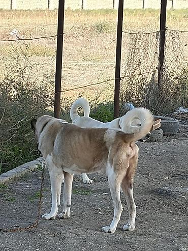 İtlər: Qurdbasar, 3 il, Erkək, Peyvəndli, Rayonlara çatdırılma — 8