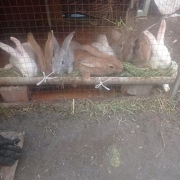 Кролики: Продаю | Крольчата — 5