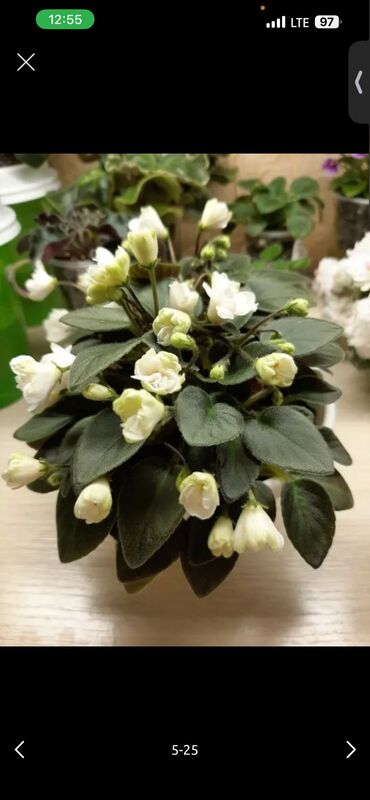 Фиалки и глоксинии: 🌱🌺🌱 Продаю сортовые ДЕТКИ стандартных фиалок🌱🌺🌱. Цены от 80-150 сом — 18