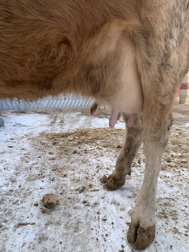 Коровы, быки: Продаю | Корова (самка) | Алатауская, Симментальская | На откорм, Для разведения, Для молока | После отела — 3