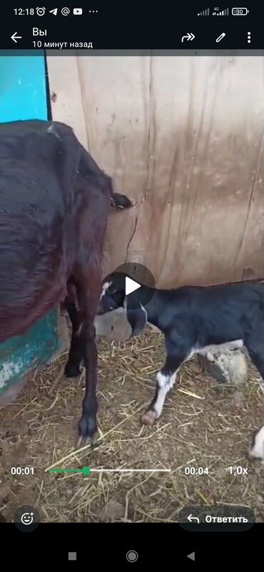 Продам с/х животных: Продаю | Козёл (самец) | Нубийская | На забой, Для разведения, Для молока | Осеменитель