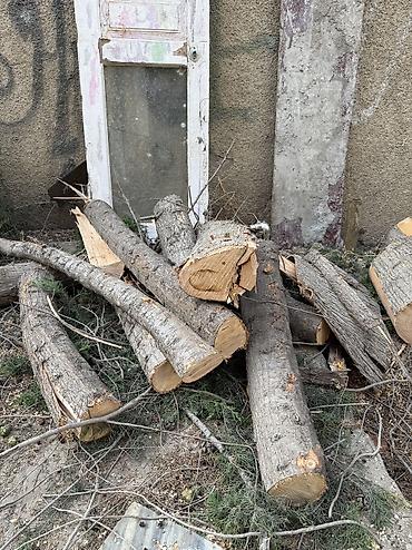Şam agacları həyətdə kəsilib kötükləri kimə lazımdı gəlib aparsın