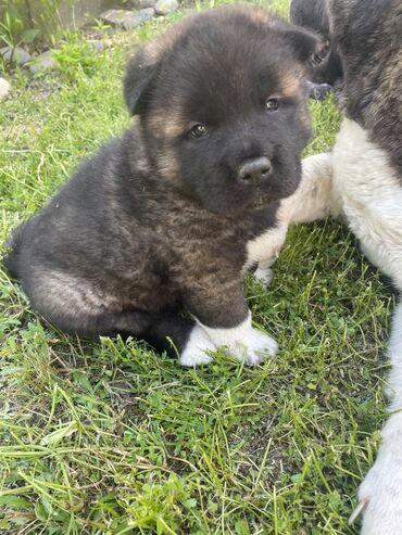 İtlər: Akita-inu, 1 ay, Erkek, Peyvəndli, Ünvandan götürmə