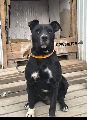 Продажа собак: Питбуль, 7 месяцев, Самка, С прививкой — 9