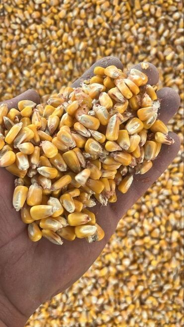 корм для кошек: Продаю кукурузу в количестве 100-120тонн. Сухая