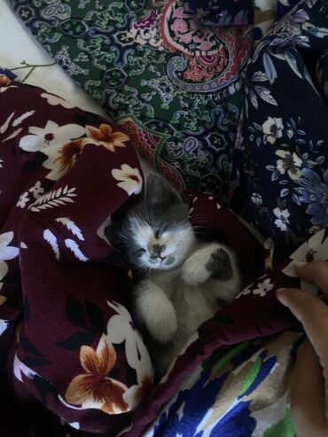 бенгальская кошка домашняя: !!СРОЧНО ОТДАЕМ КОТЕНКА В ДОБРЫЕ РУКИ!! ПОМОГИТЕ СПАСТИ ОТ УСЫПЛЕНИЯ!!