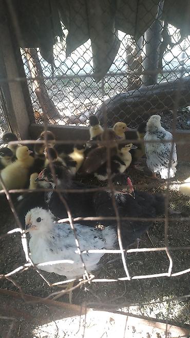 i̇mişli yemi: Muscovy (indi ördəyi) balaları satılır. - Cins: Muscovy/indi ördək - — 2