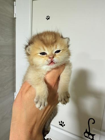 Продажа кошек: Скотиш Фолд (Шотландская вислоухая), 1 месяц, Мальчик, Золотая шиншилла, Приучена к лотку — 8