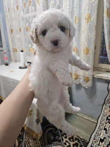 toy budel: Pudel, 2 ay, Dişi, Ünvandan götürmə, Ödənişli çatdırılma lalafo.az -da toy budel: Pudel, 2 ay, Dişi, Ünvandan götürmə, Ödənişli çatdırılma