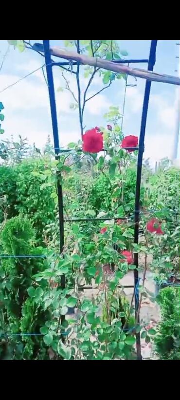 Torf: Bağçılıq və istixana üçün torf substratları və əkin kasseti — 13